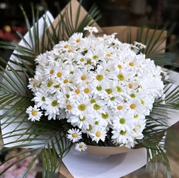 Resim DAISY